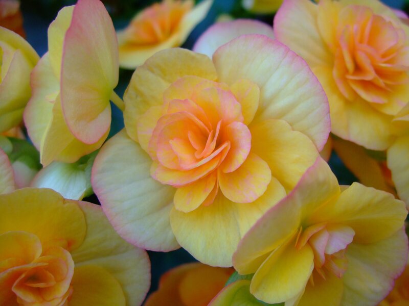 Yellow and Pink Begonia Flowers — Vibrant