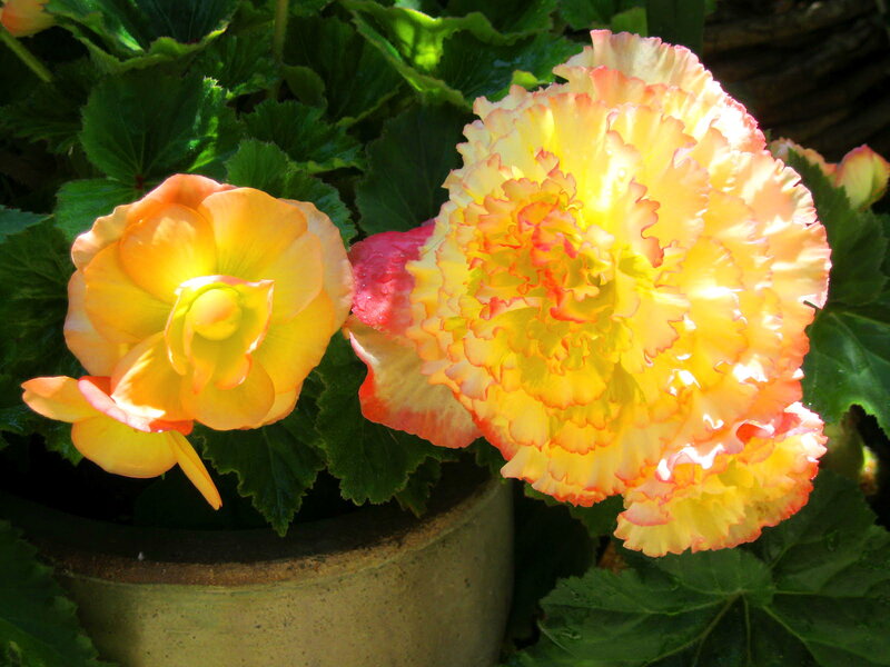 Yellow and Pink Begonias