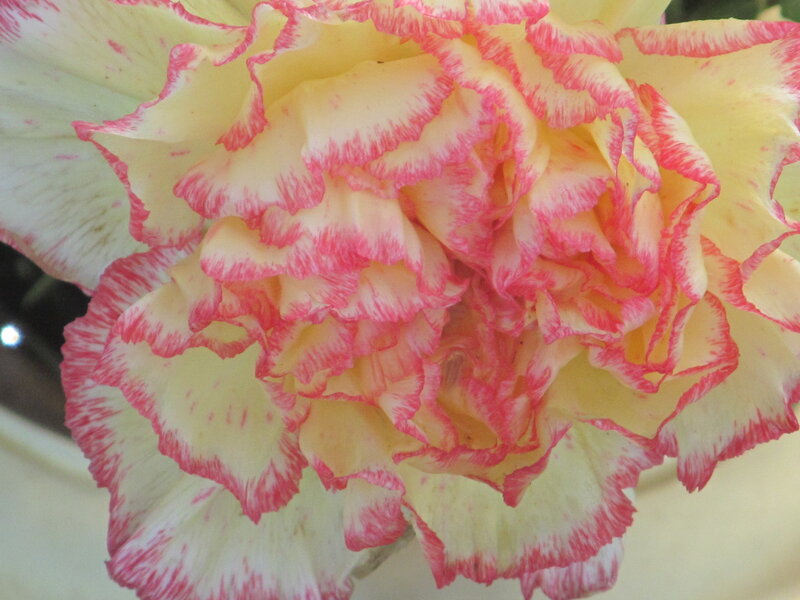Yellow and Pink Carnation — Calm