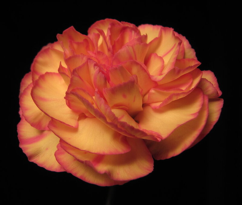 Yellow and Pink Carnation
