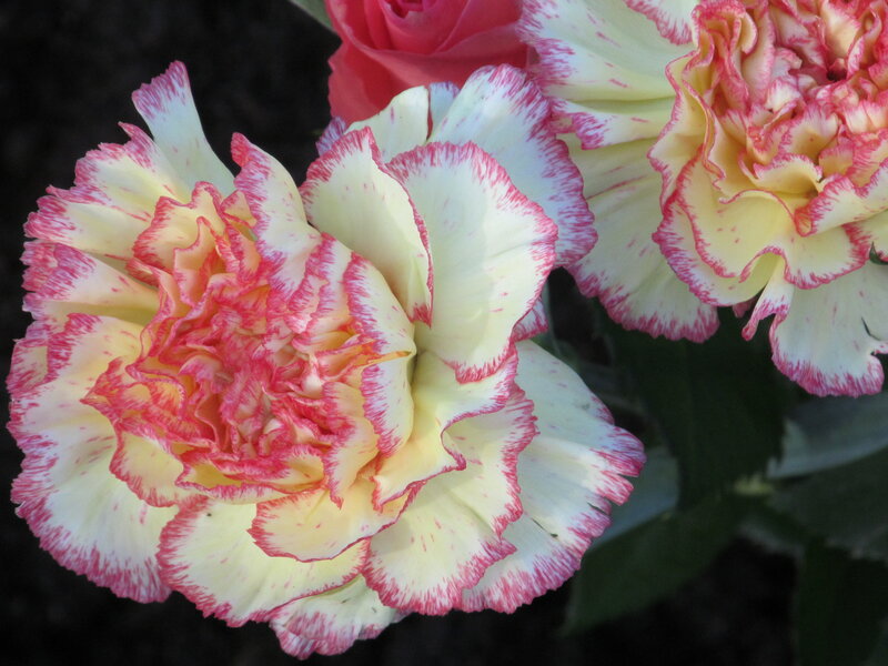 Yellow and Pink Carnations