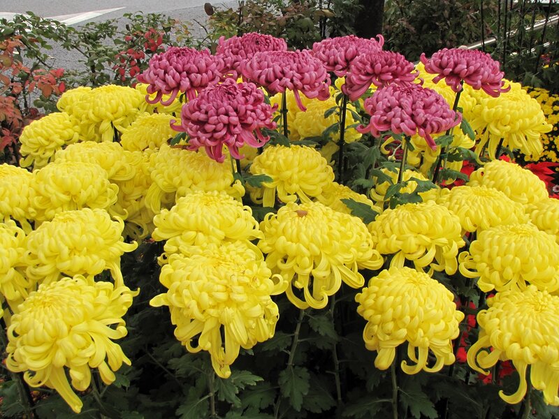 Yellow and pink chrysanthemums in bloom