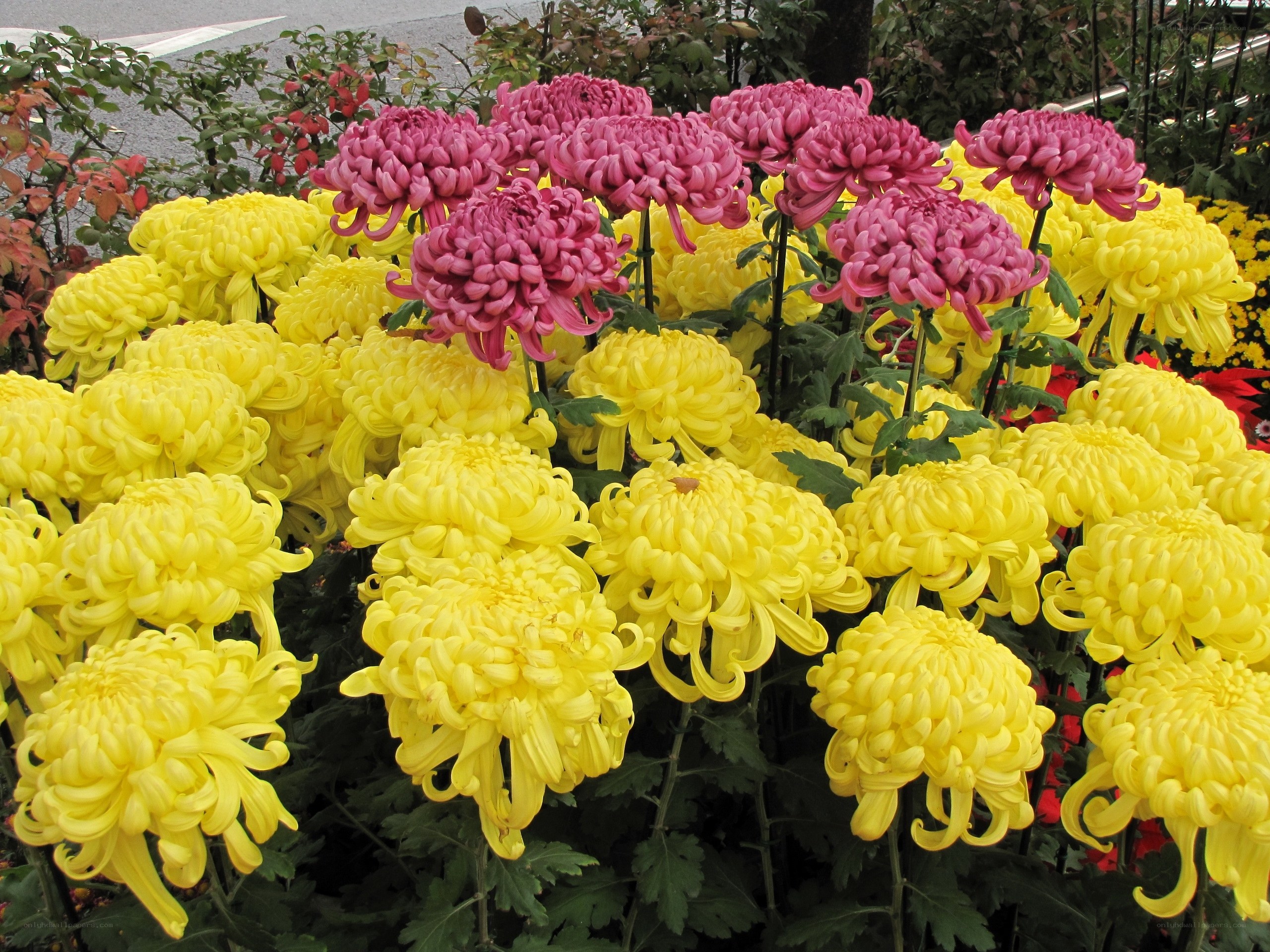 Yellow and pink chrysanthemums in bloom