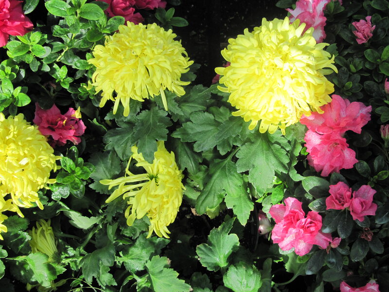 Yellow and Pink Chrysanthemums — Vibrant, Afternoon