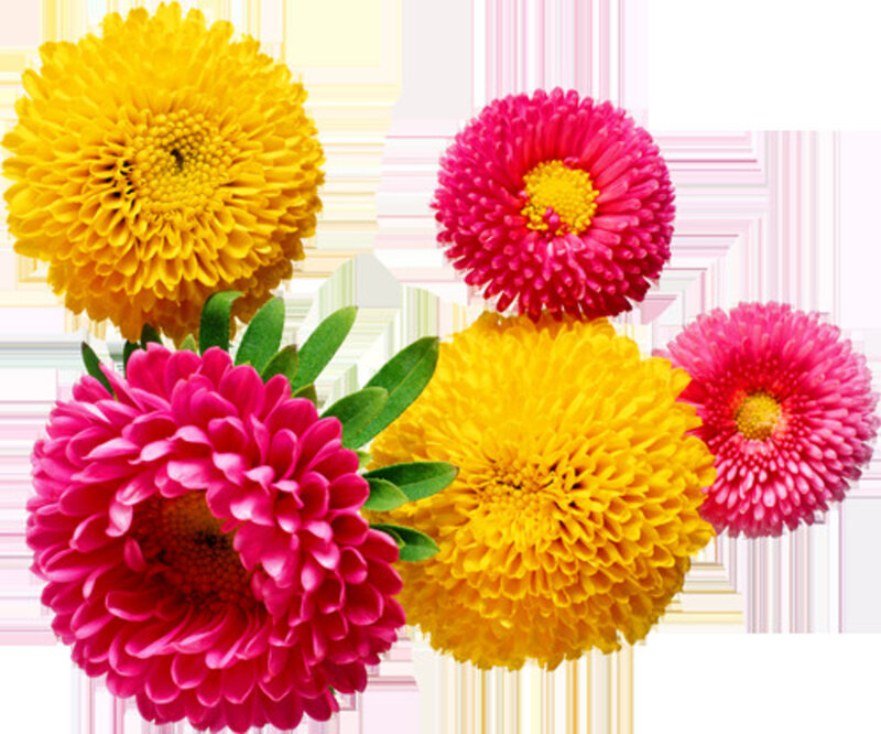 Yellow and Pink Chrysanthemums — Vibrant, Photograph, Flowers
