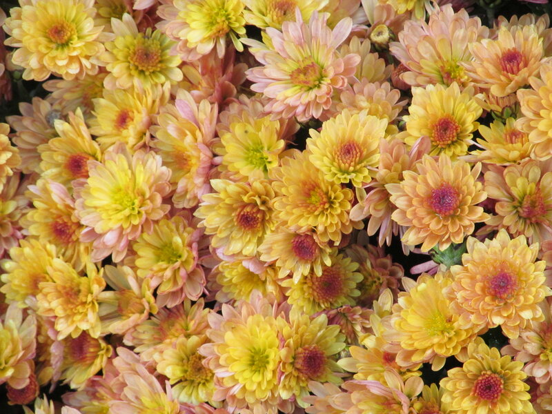 Yellow and Pink Chrysanthemums — Vibrant, Photograph
