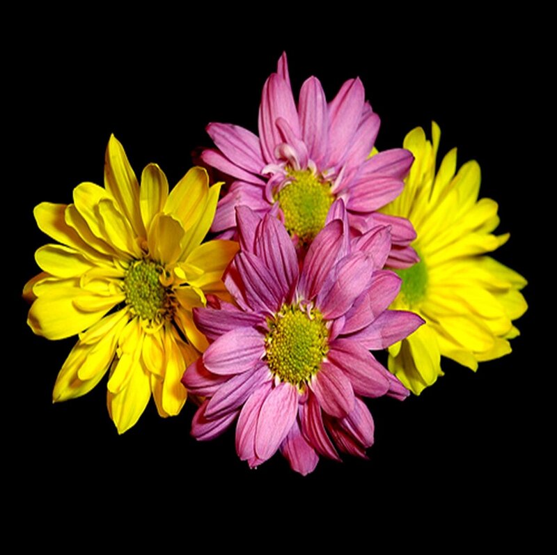 Yellow and Pink Chrysanthemums — Vibrant