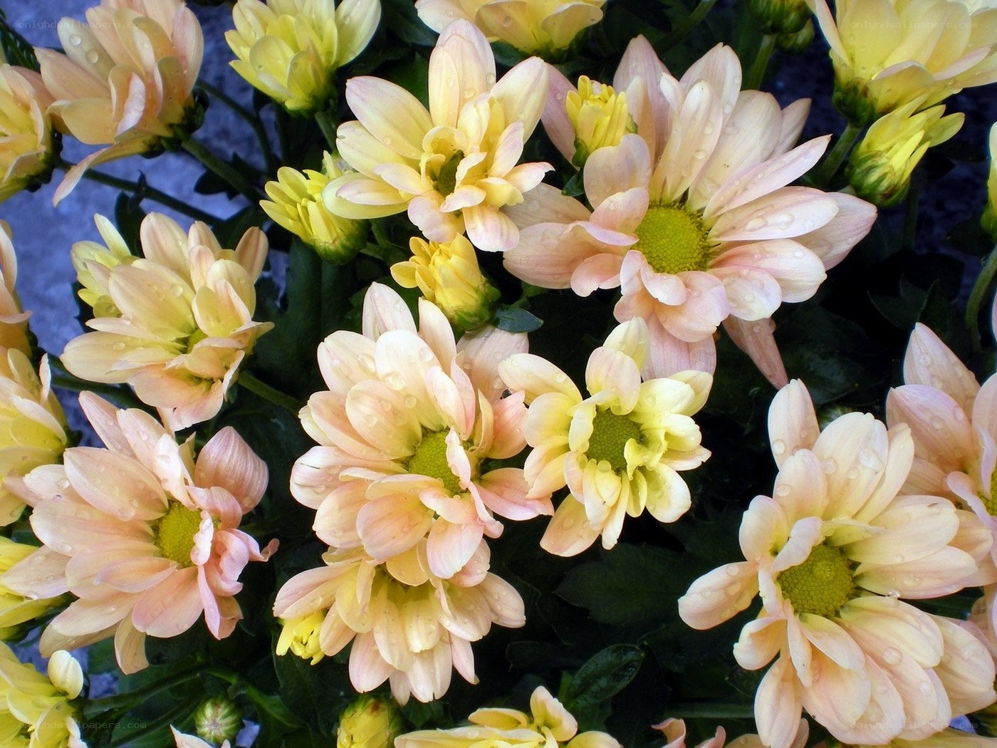 Yellow and pink chrysanthemums with dew