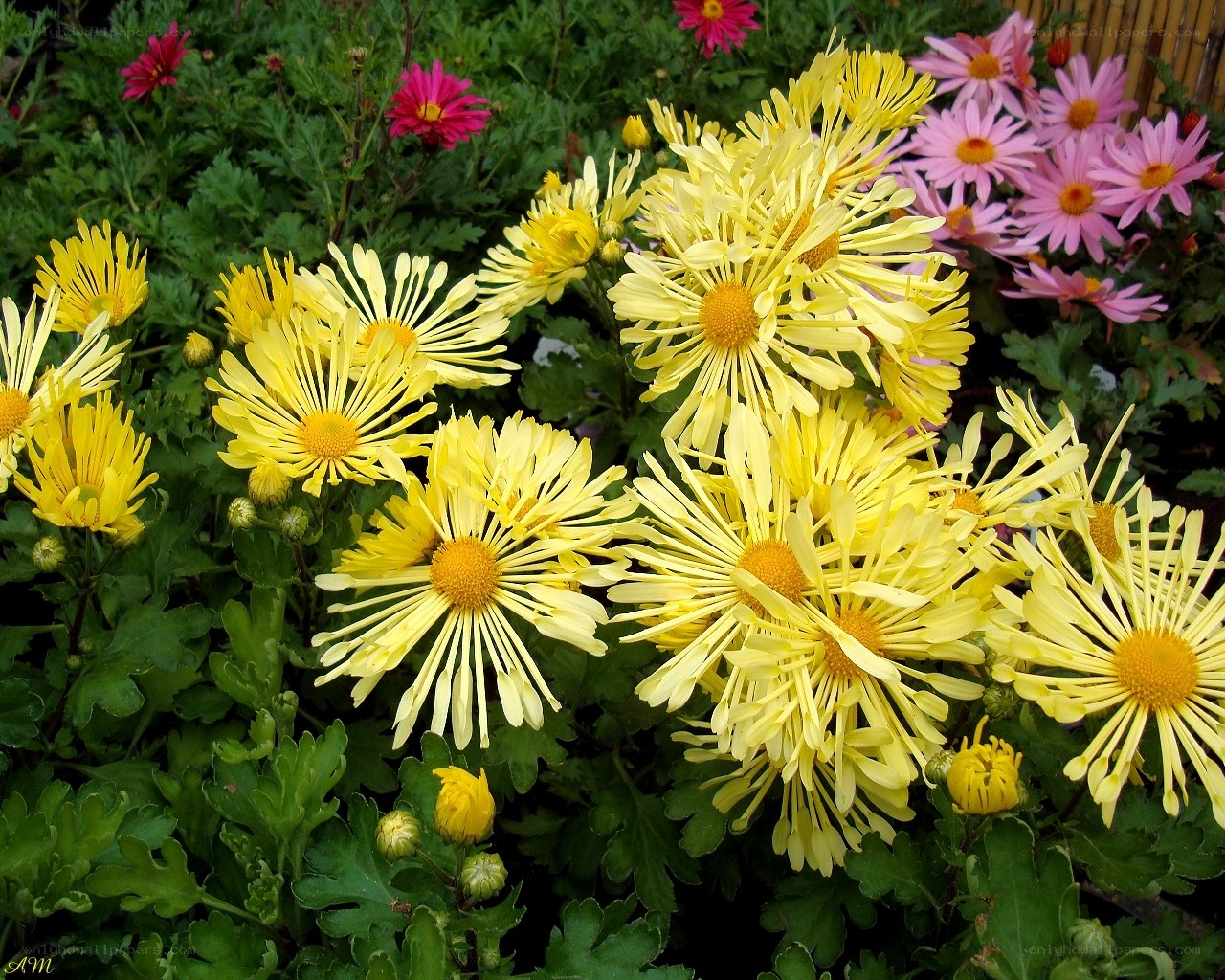 Yellow and pink chrysanthemums