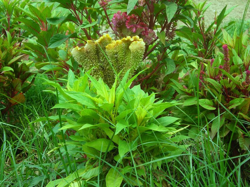 Yellow and Pink Cockscomb Flowers