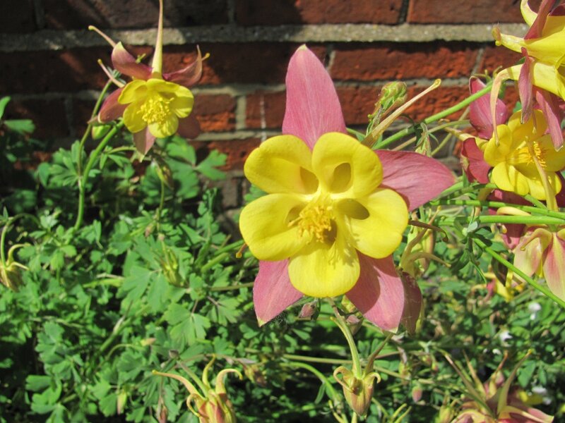 yellow and pink columbine flowers