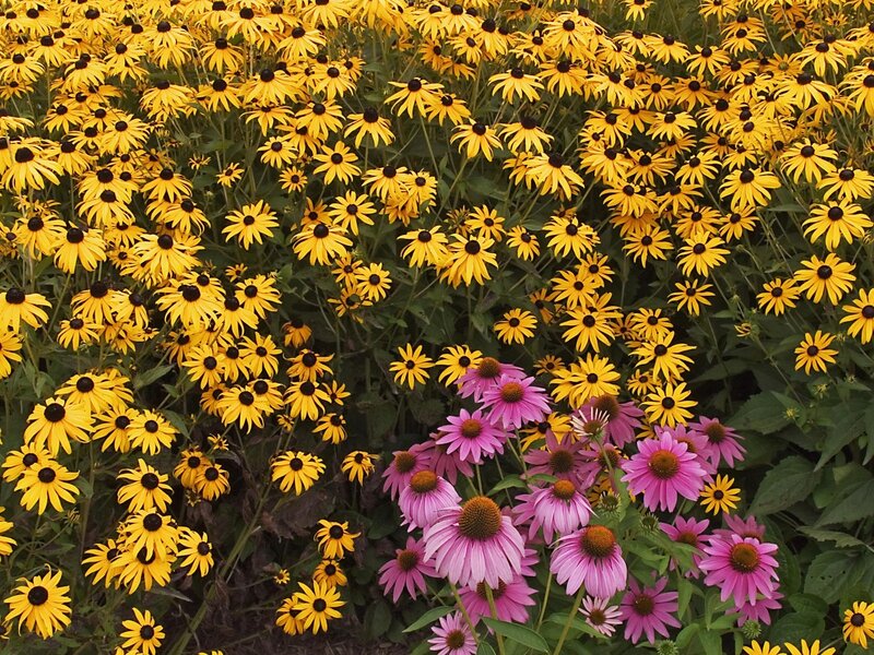 Yellow and pink coneflowers in bloom