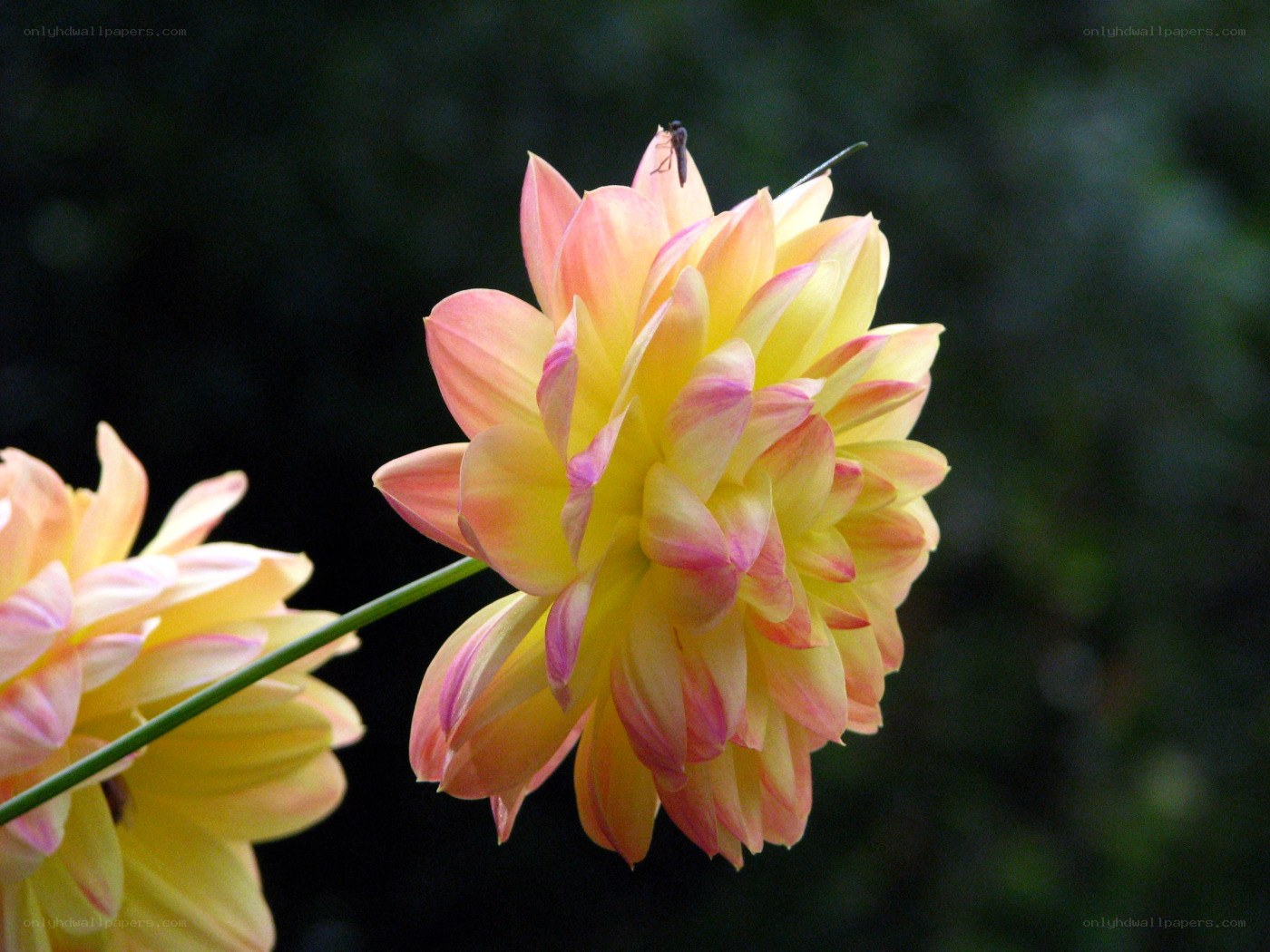 Yellow and pink dahlia flower
