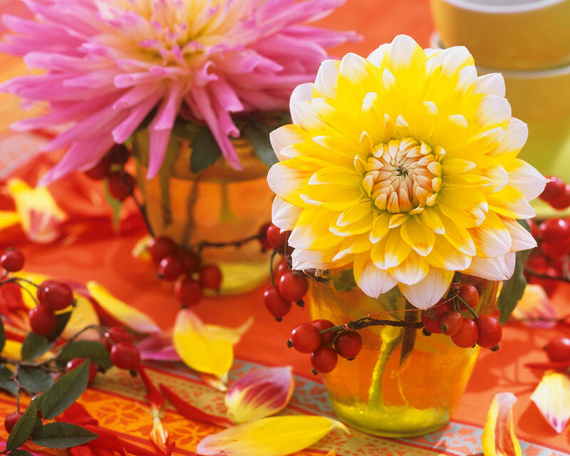 Yellow and Pink Dahlia Flowers
