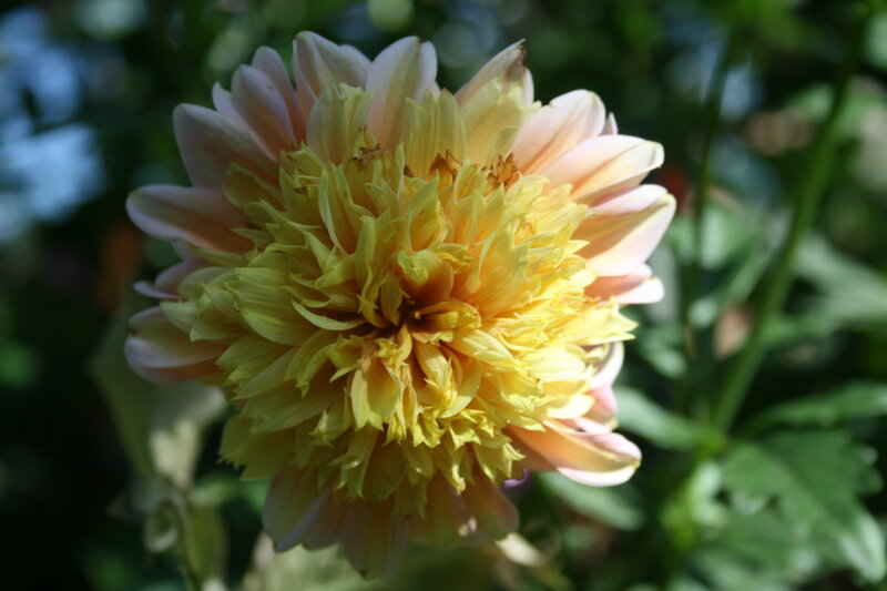 Yellow and Pink Dahlia