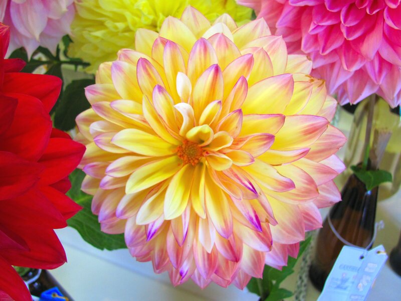 Yellow and Pink Dahlia — Vibrant