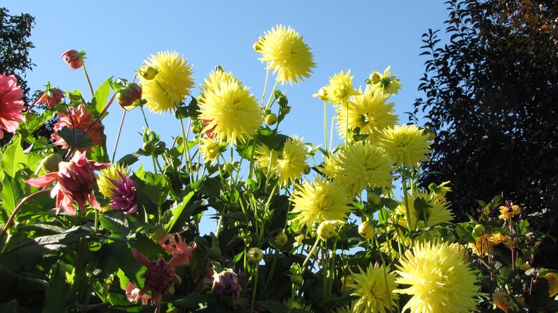 Yellow and Pink Dahlias