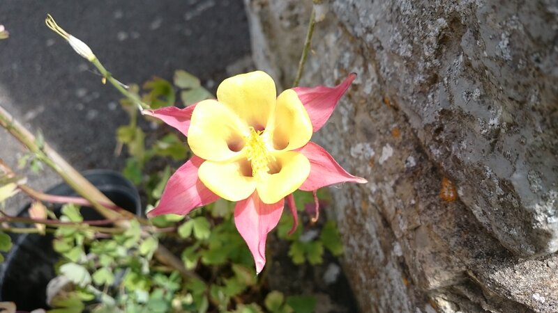 Yellow and Pink Flower — Calm