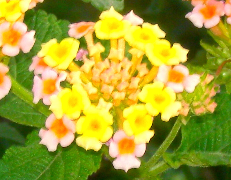 Yellow and Pink Flower Cluster — Natural