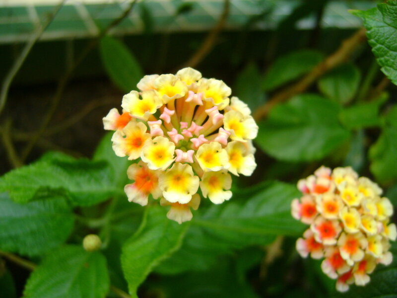 yellow and pink flower cluster
