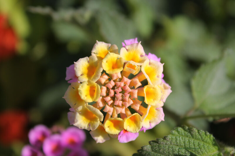 Yellow and Pink Flower — Serene