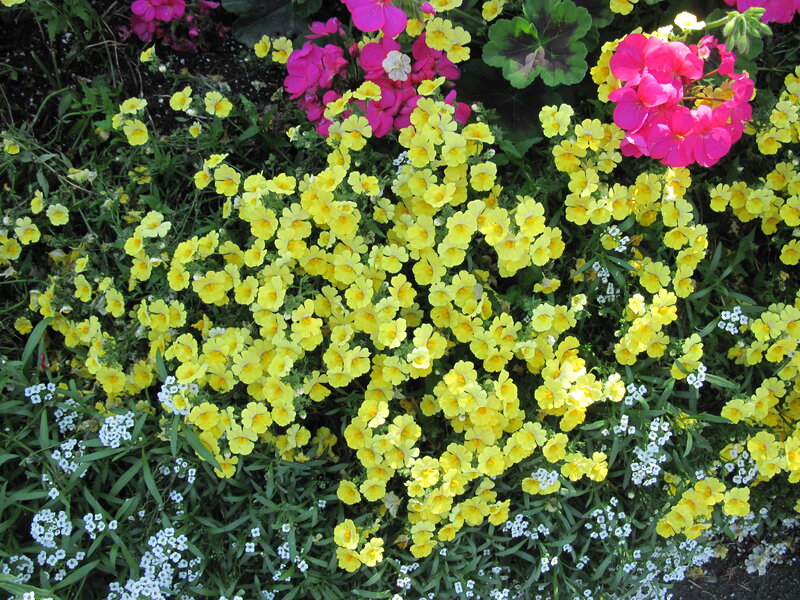Yellow and Pink Flowers — Bright