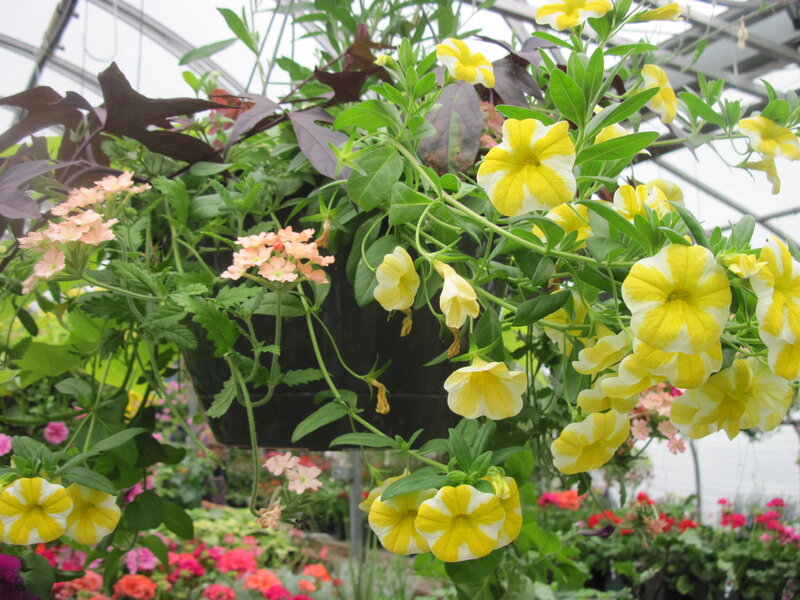 Yellow and Pink Flowers — Calm, Afternoon