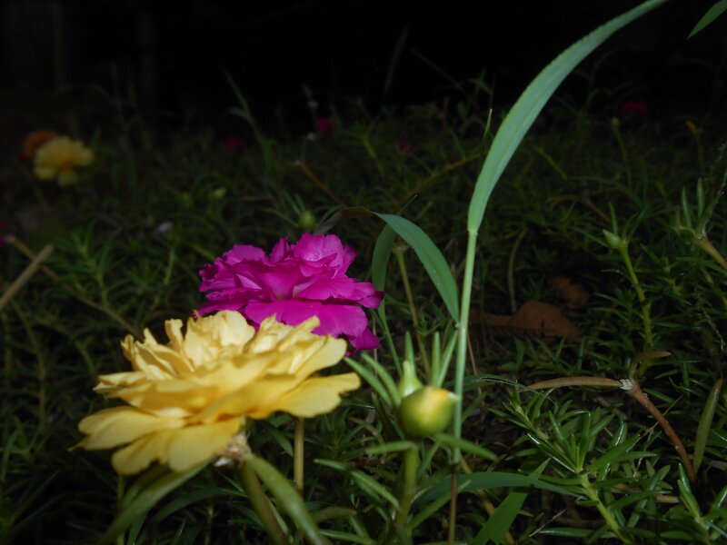 Yellow and Pink Flowers — Calm, Night