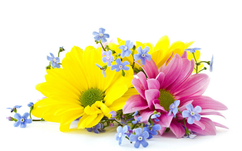 Yellow and Pink Flowers — Calm, Photograph, Blue Flowers