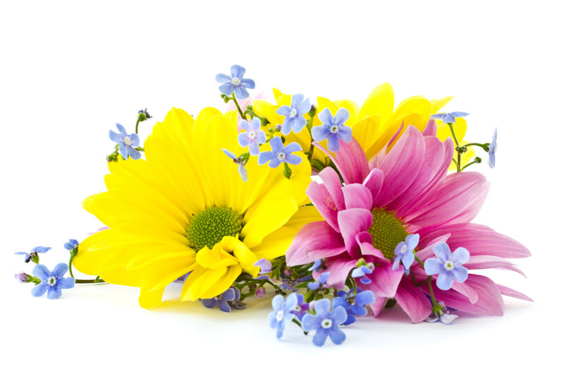 Yellow and Pink Flowers — Calm, Photograph