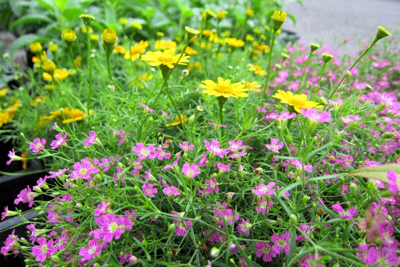 Yellow and Pink Flowers — Calm