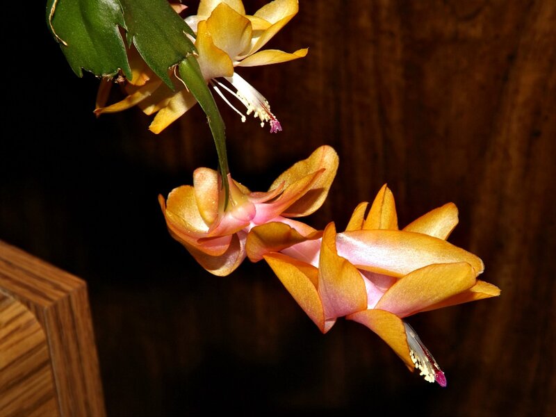 Yellow and Pink Flowers — Dramatic