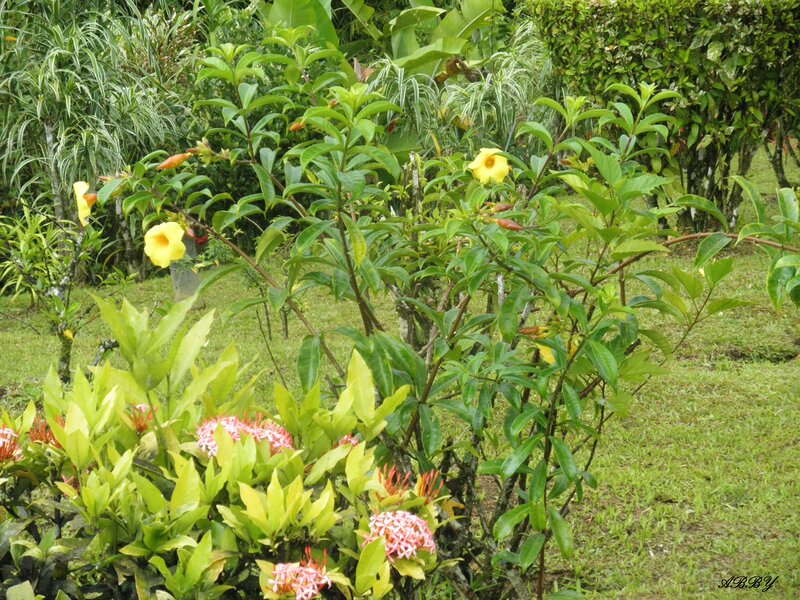 Yellow and Pink Flowers — Green, Serene