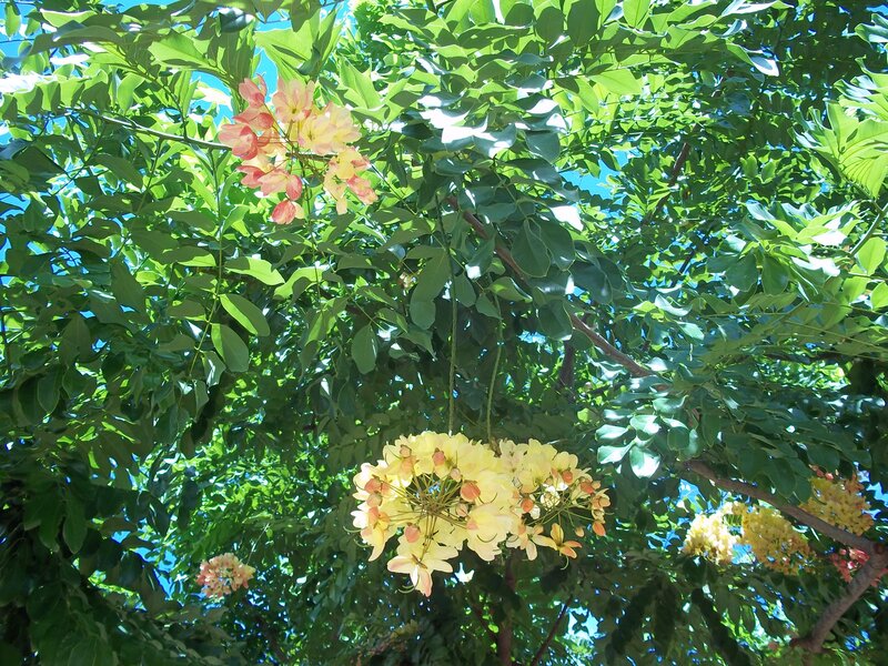 Yellow and Pink Flowers — Green