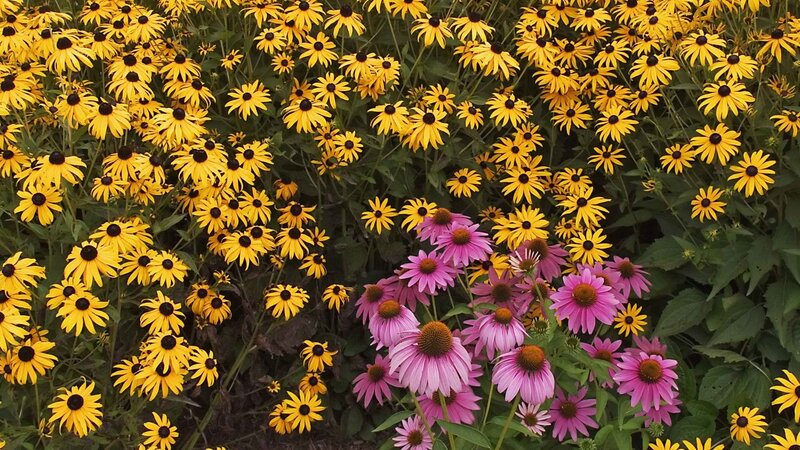 Yellow and pink flowers in a garden