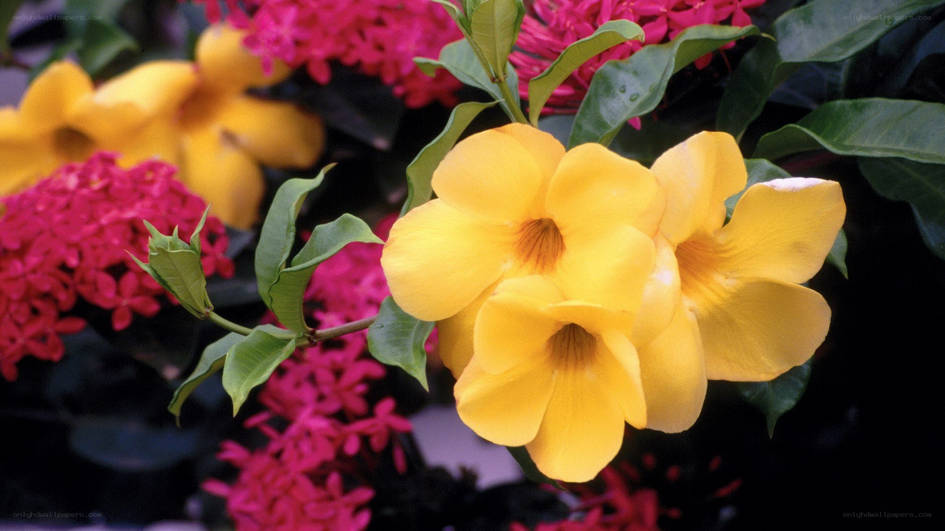 Yellow and pink flowers in bloom
