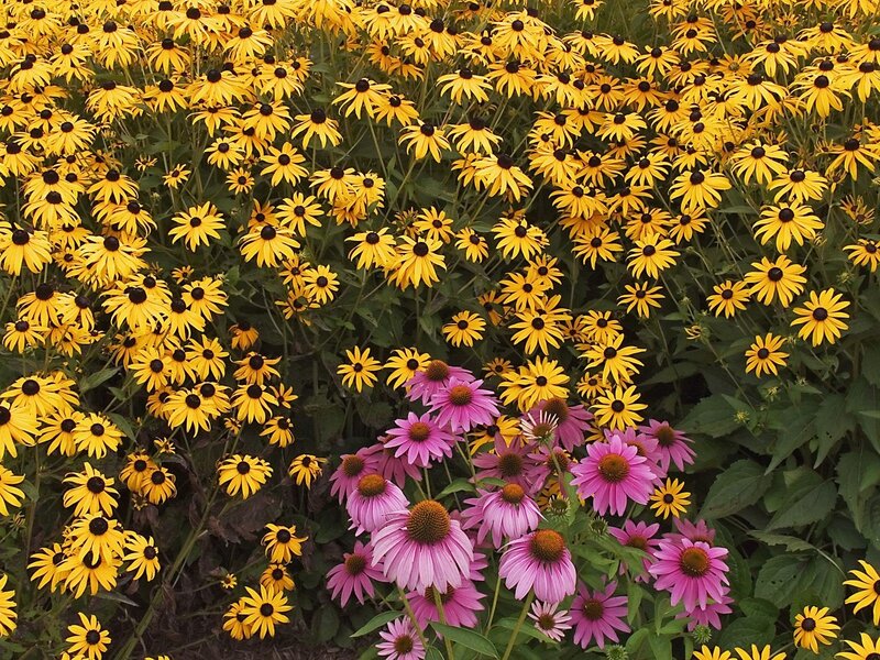 Yellow and pink flowers in garden