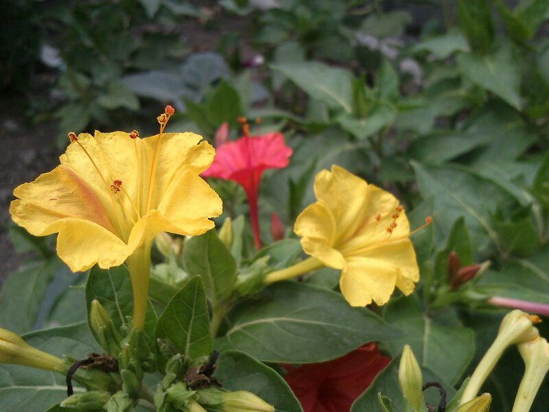 Yellow and pink flowers in garden