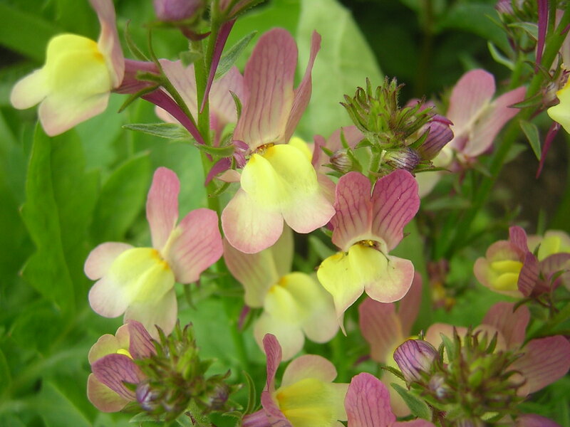 Yellow and Pink Flowers — Natural