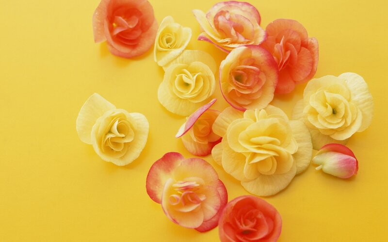 yellow and pink flowers on yellow