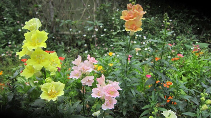 Yellow and Pink Flowers — Serene, Afternoon