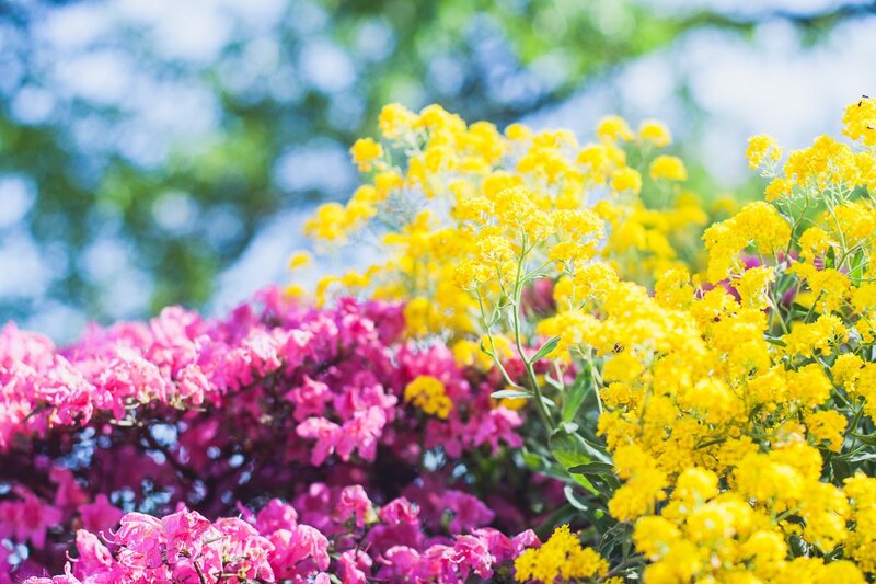 Yellow and Pink Flowers — Serene, Spring, Photograph, Greenery