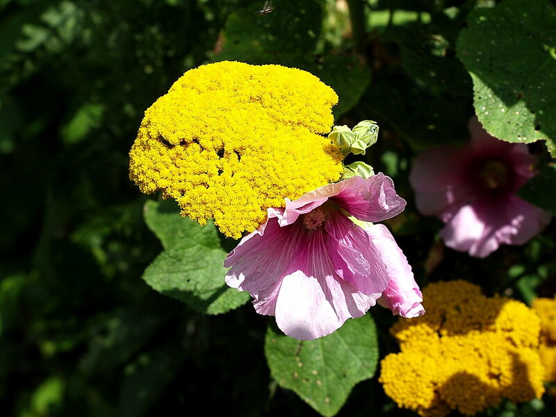 Yellow and Pink Flowers — Serene