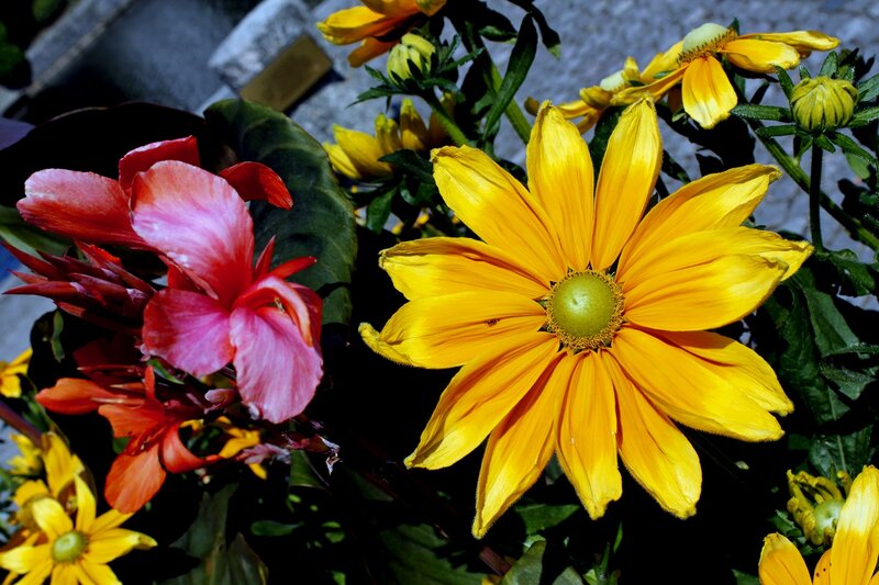 Yellow and Pink Flowers — Vibrant, Afternoon