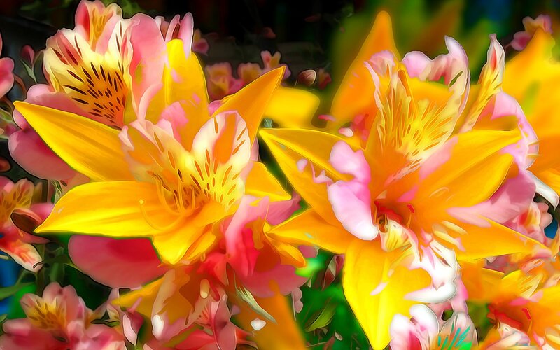Yellow and Pink Flowers — Vibrant, Digital Art