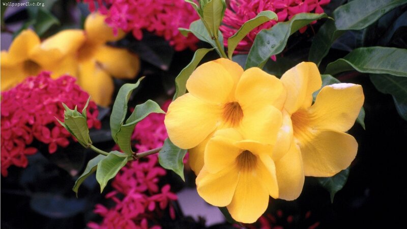 Yellow and Pink Flowers — Vibrant