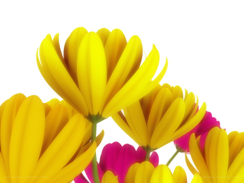 yellow and pink flowers