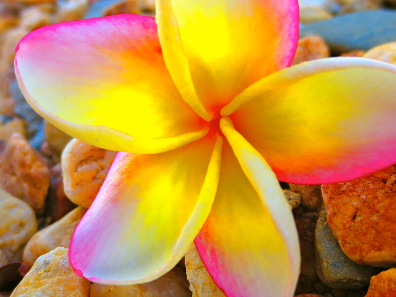 Yellow and Pink Frangipani