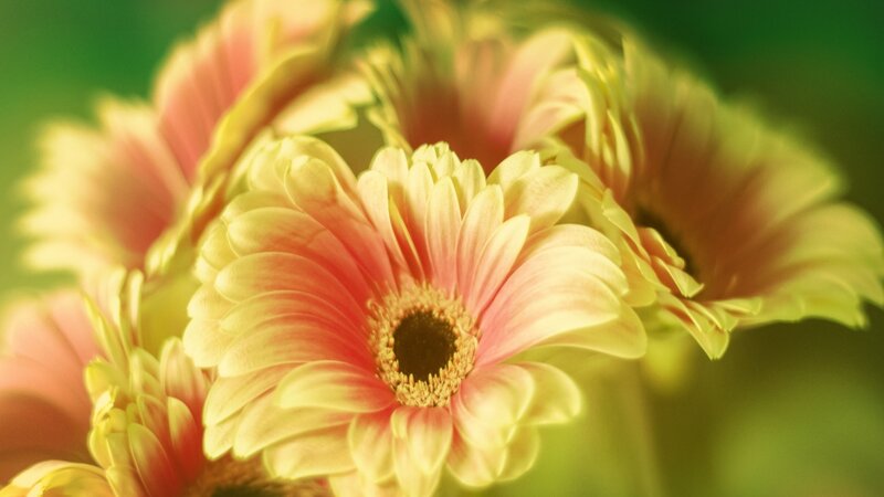 Yellow and Pink Gerbera Daisies — Serene