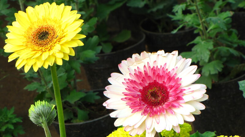 Yellow and Pink Gerbera Daisies